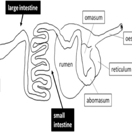 What Can You Do For A Rectal Prolapse?
