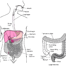 How Dangerous Is Rectal Prolapse? How Dangerous Is Rectal Prolapse
