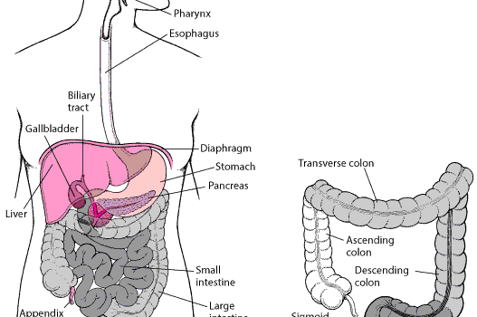 Tuberculos intestino